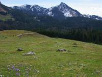 Krokuswiese vor Spitzstein und Brandelberg